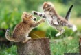 /album/fotogaleria/flying-cat-fight-jpg/